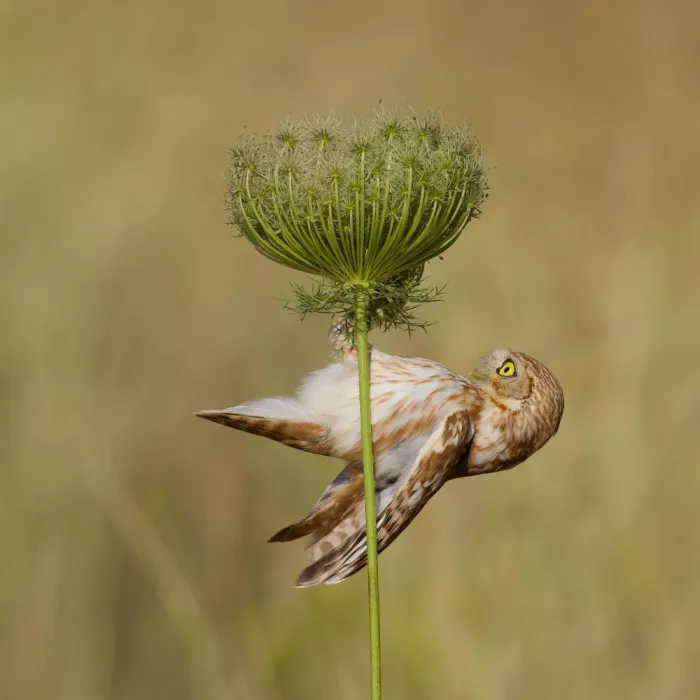 Manusevich, David: Acrobate