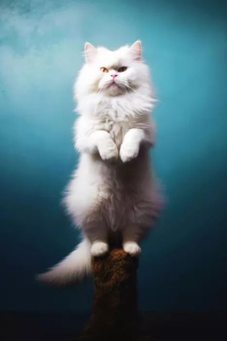 Jaszke, Justyna: Cat yoga 8