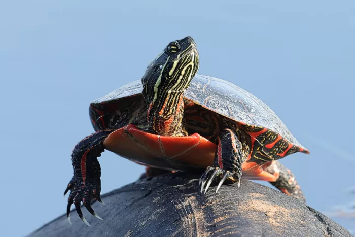 Matt: Box Turtle on a tire