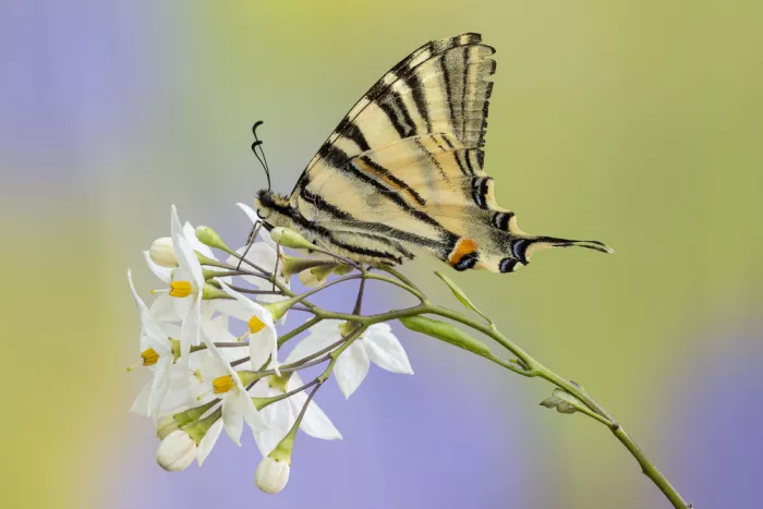 Chiodini, Massimo: Iphiclides podalirius