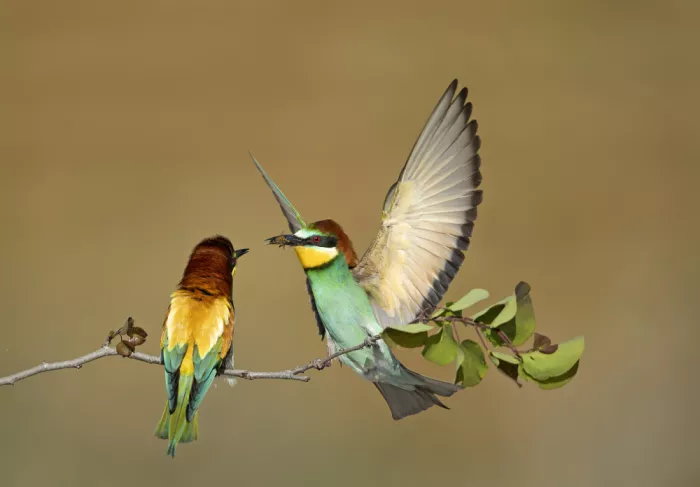 Waldmann, Shlomo: Feeding his spouse