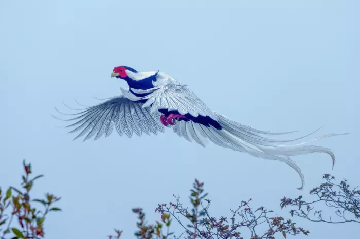 Qin, Feng: Divine Bird - White Pheasants