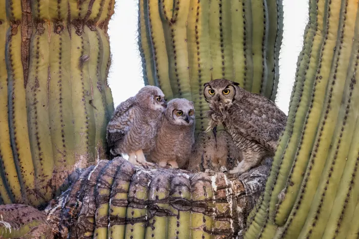 Wang, Max: Great Horned Owl