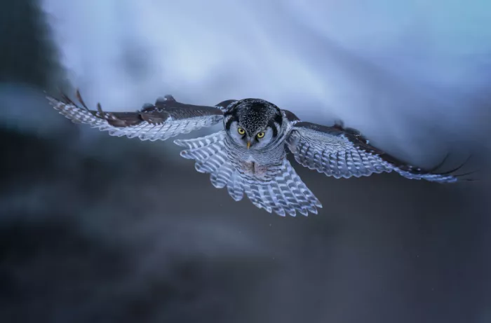 Huang, Tao: Northern Hawk Owl