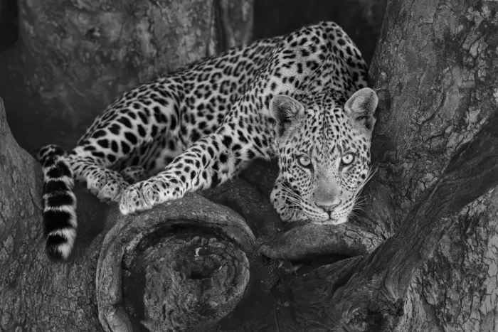 Zuo, Jun: Leopard auf einem Baum