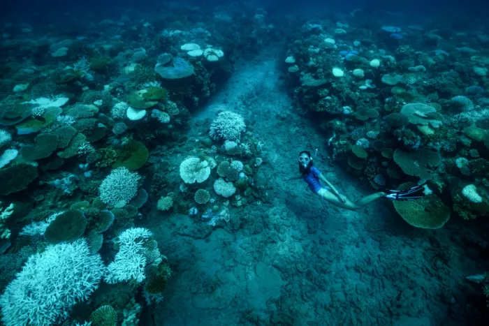Melesan, Serge: The bleaching reef