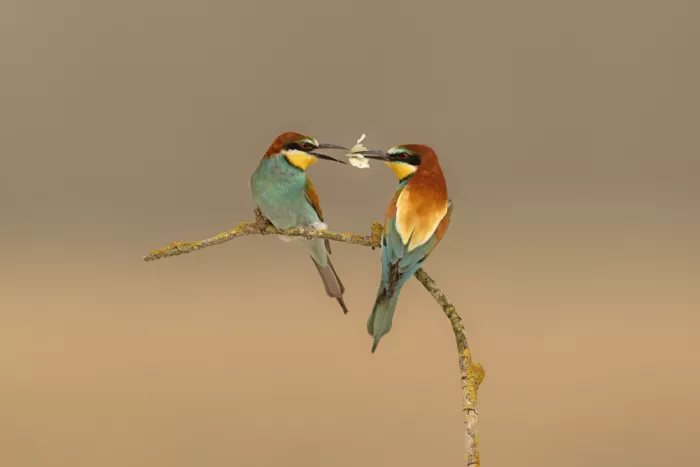 levi, nissim: bee eater
