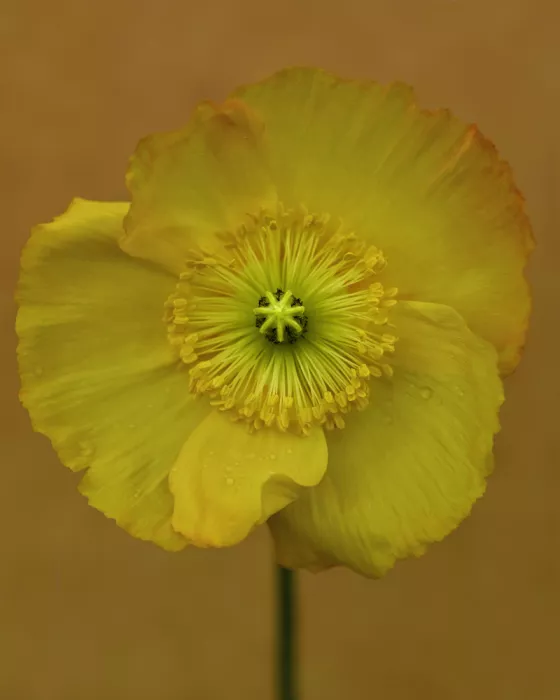 Grønkjær, Lotte: Todo amarillo