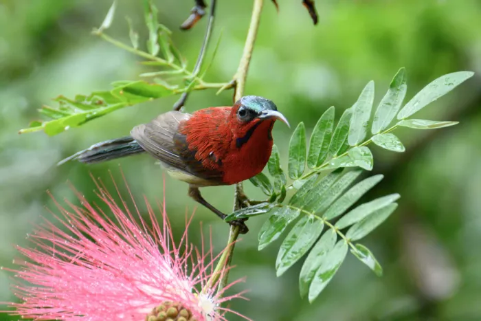SAMANTA, KUMAR SAMIR: CRIMSON SUNBIRD 2
