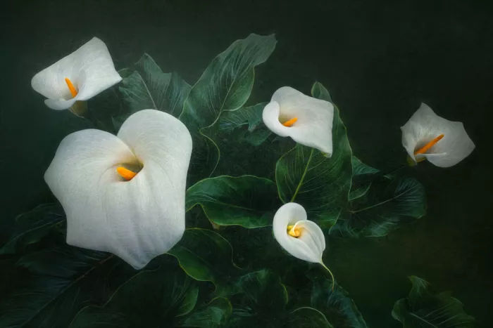 Wang, Catherine: Cala