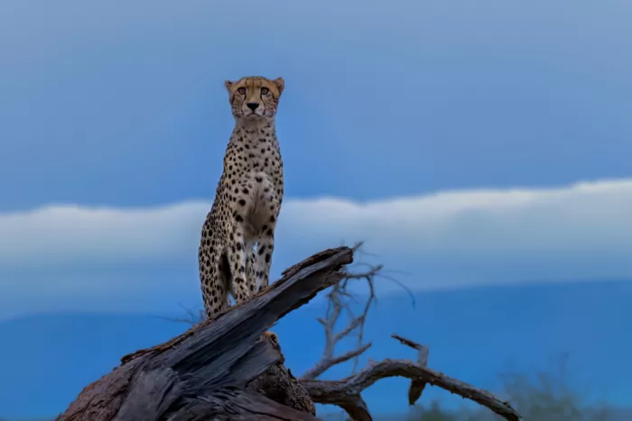 Zuo, Jun: Guépard