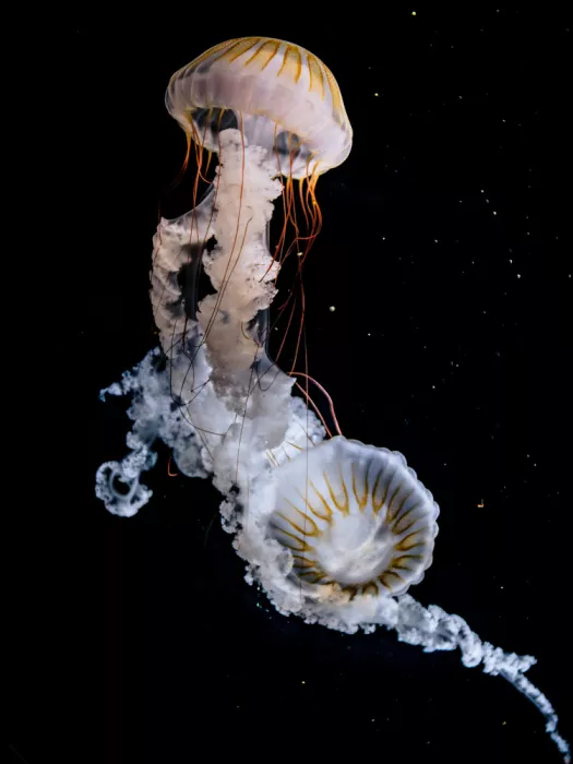 Aliace/uesan: Dos Medusas Ortiga