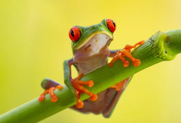 He, Mike: Red-Eyed Tree Frog