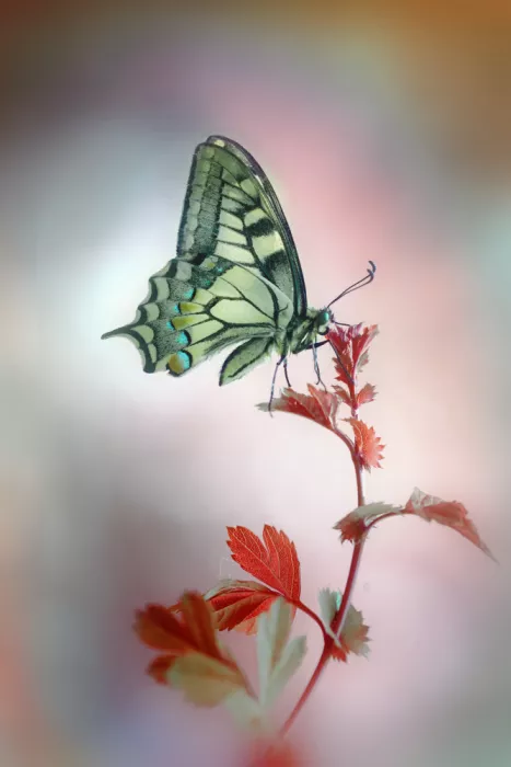 Daminelli, Fabrizio: Papilio machaon