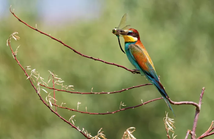 Miksik, Ivan: European bee-eater with prey