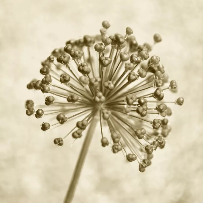 Sillen, Christina: Pouzdra semen