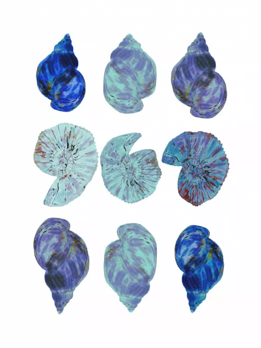 cartissi: Póster de conchas azules del mar