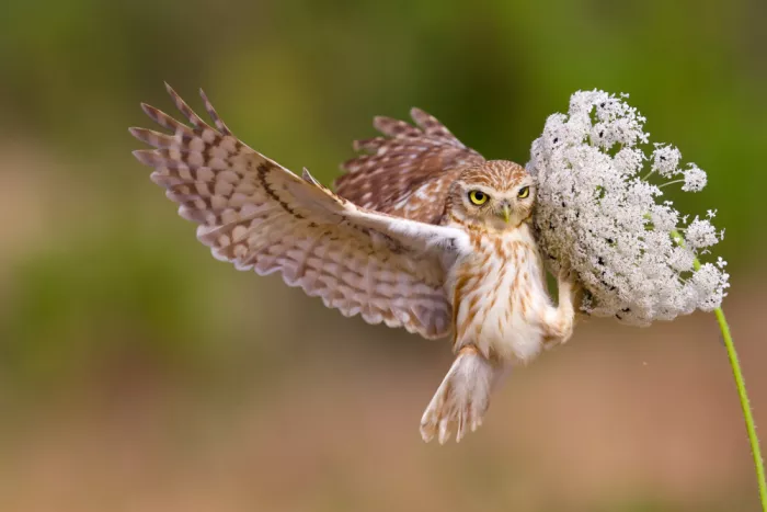 Manusevich, David: Petit hibou