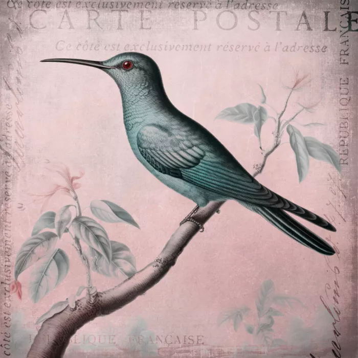 Haase, Andrea: Romance di Colibrì Rosa Pastello II