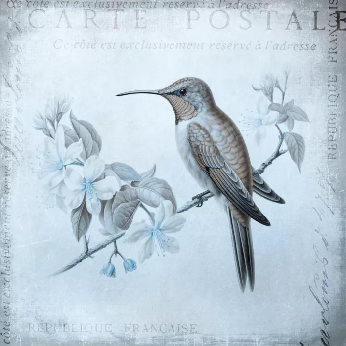 Haase, Andrea: Romance del Colibrì Blu Acqua