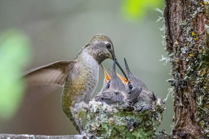Lipinghu: Beautiful pose of mother hummingbird feeding her baby