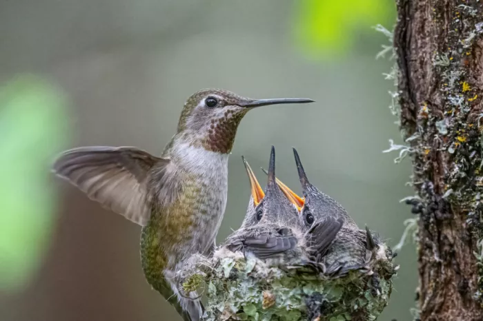 Lipinghu: Hummingbird babies are crying for food