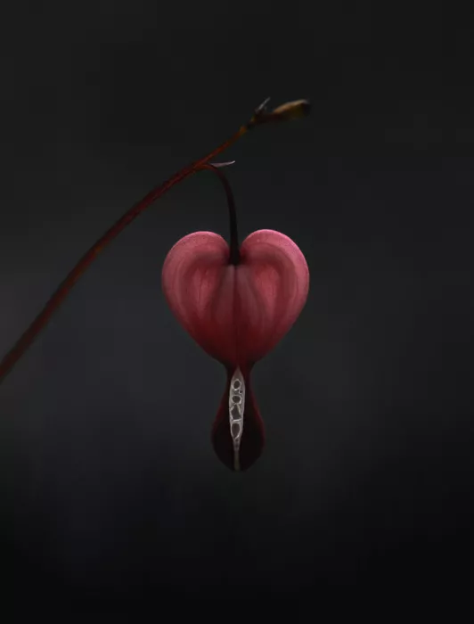 Grønkjær, Lotte: Dicentra