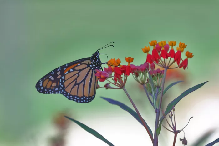 Matt: Soothing colors - Monarch
