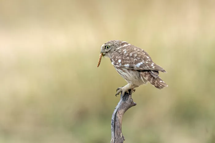 ilan: Awl  little owith a snack in its mouth