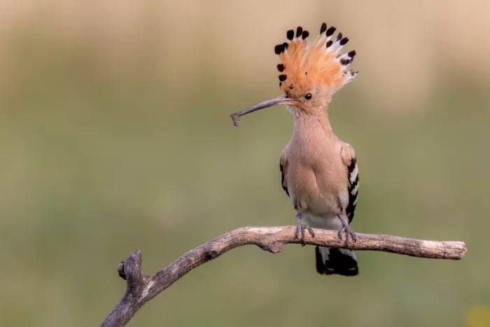 NOTO, DI GENNARO: Hoopoe
