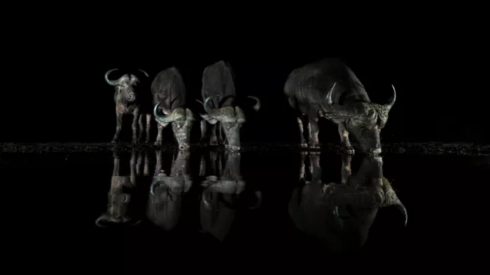 Zuo, Jun: Buffles la nuit