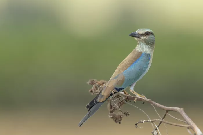 Mizrachy, Haim: European roller model