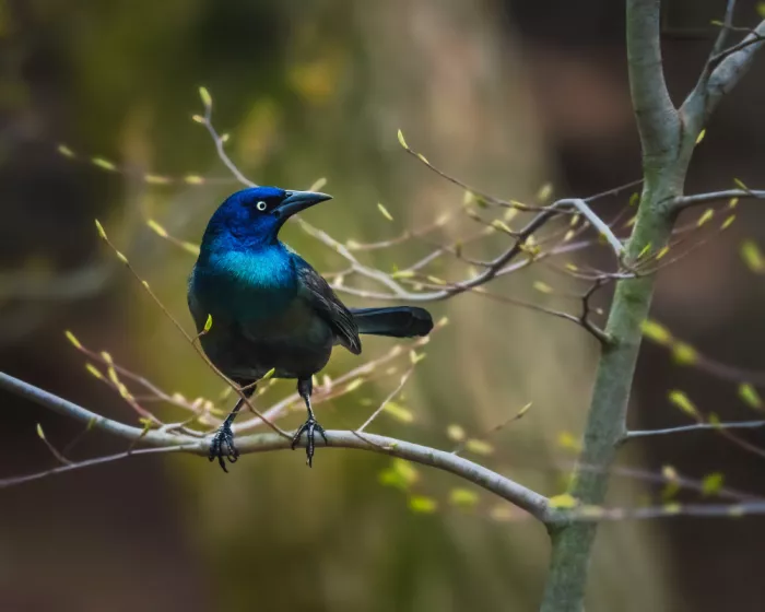 Cai, Xiao: Common Grackle