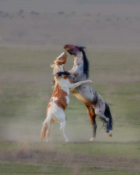 LI, MIN: Caballos salvajes peleando