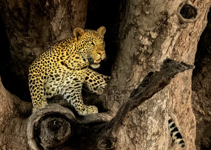 Zuo, Jun: Léopard sur un arbre