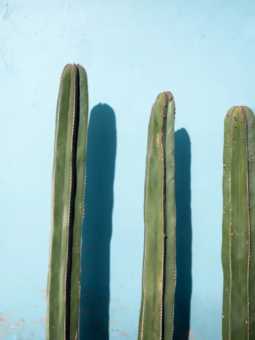 Zwart, Raisa: Kakteen auf Hellblau | Oaxaca Mexico