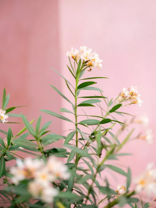 Zwart, Raisa: Soft greens and Pink | Botanical Oaxaca Mexico