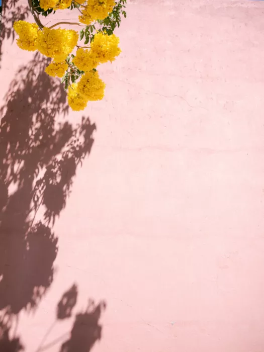 Zwart, Raisa: Yellow and Pink | Oaxaca Mexico