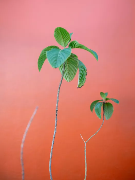 Zwart, Raisa: Green on Orange | Oaxaca Botanical vibes