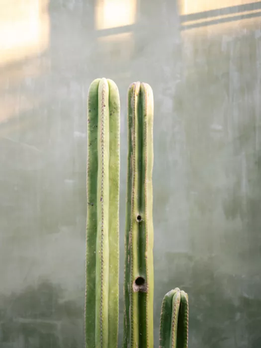 Zwart, Raisa: Greens and grey | Cacti in Oaxaca Mexico