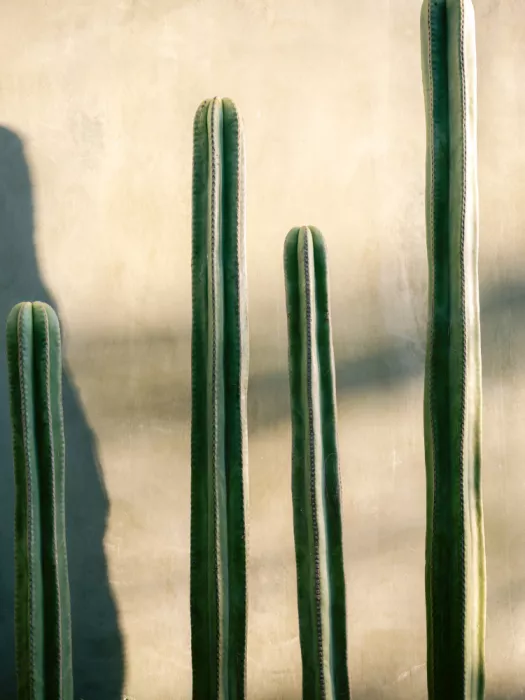 Zwart, Raisa: Oaxaca Shades of Green | Mexico travel photography