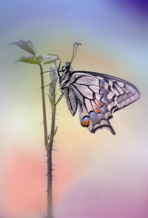 Daminelli, Fabrizio: Machaon