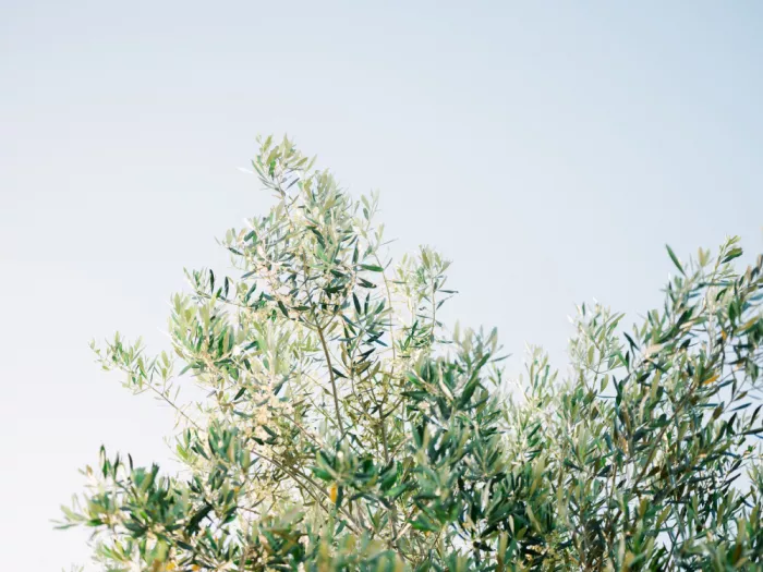 Zwart, Raisa: Olives In Ostuni | Italy Travel Photography