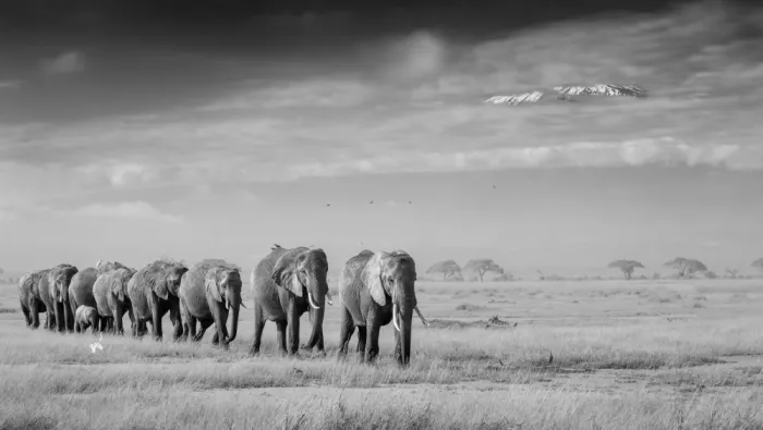 LI, MIN: Grupo de elefantes y Kilimanjaro