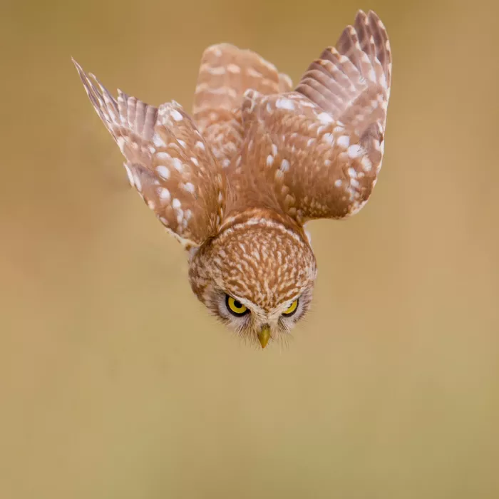Manusevich, David: Little owl