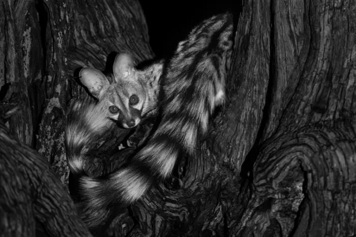 Zuo, Jun: Versteckt auf einem Baum