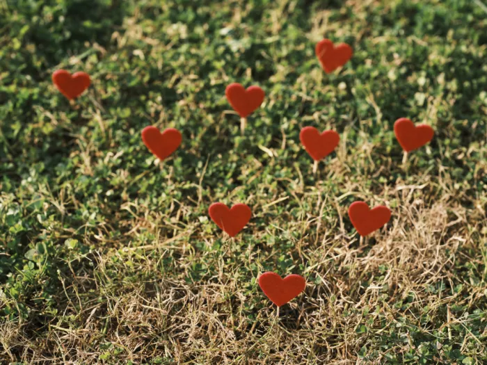 akyurt, engin: Corazones rojos decorativos en el pasto