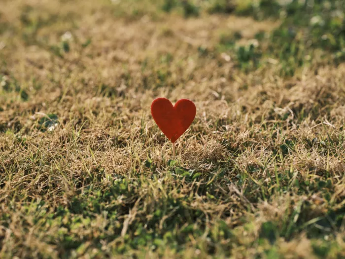 akyurt, engin: Corazones rojos decorativos en el césped