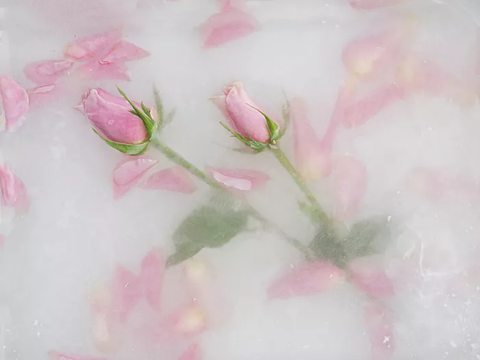 Uranga, Pedro: Rosas y pétalos