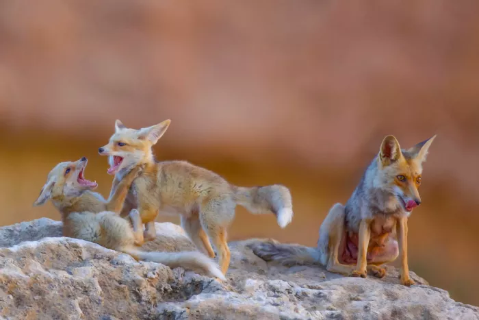 Manusevich, David: Fox family